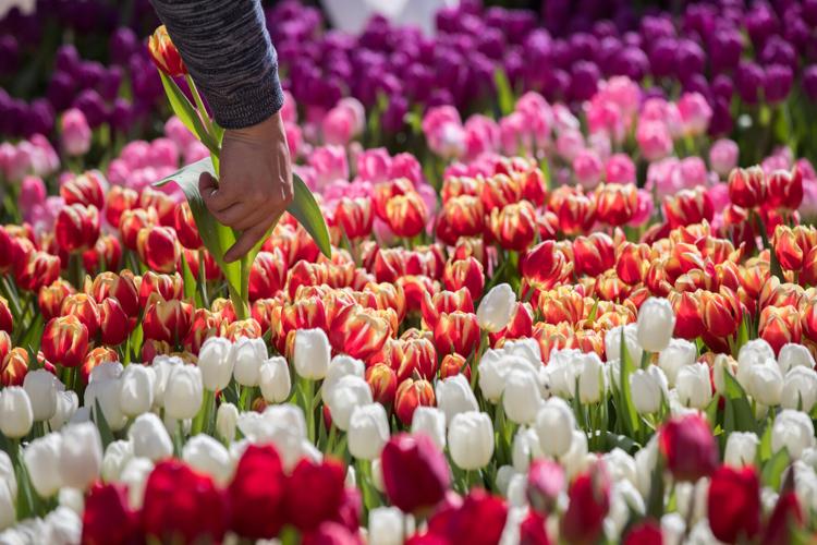 Flower Bulb Day, SF Ballet, and More Spring Events Calendar