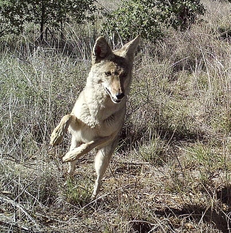 Wildlife study finds 98 species in Santa Cruz County borderlands