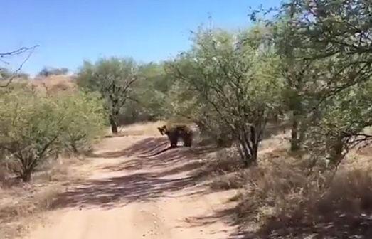 Bear seen in Rio Rico not yet considered a danger to residents