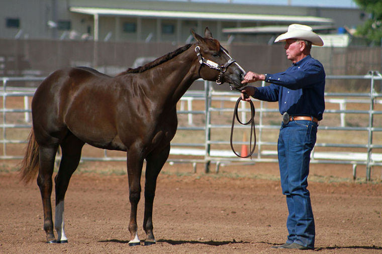 Sonoita Quarter Horse Show is this weekend News