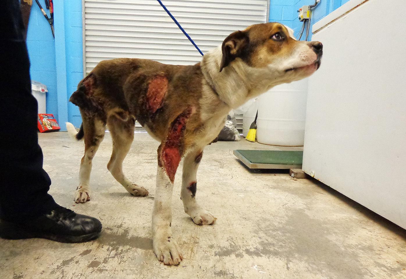Authorities suspect animal cruelty in case of burned dog | Local News  Stories 