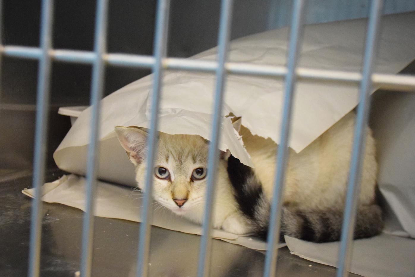 Donation fuels fundraising for new animal shelter | Local News Stories | Donation fuels fundraising for new animal shelter | Local News Stories |