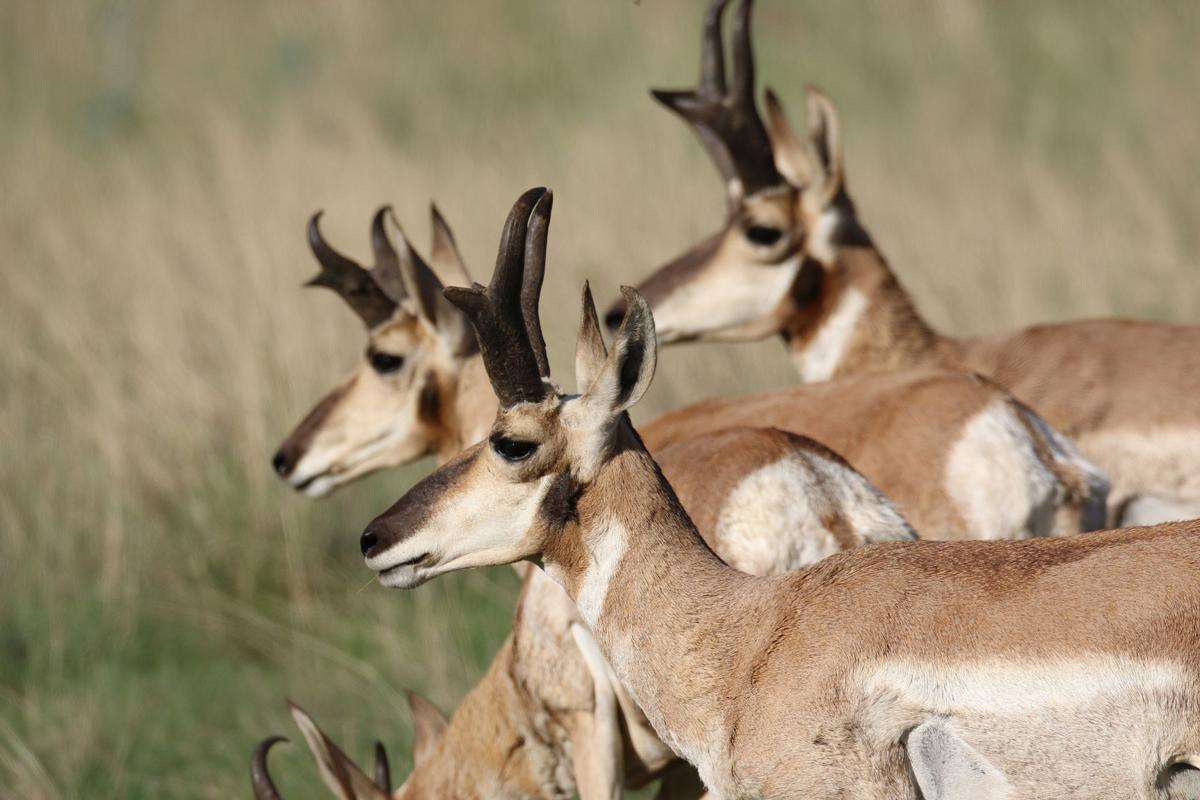 Antelope Letter Antelope Letter