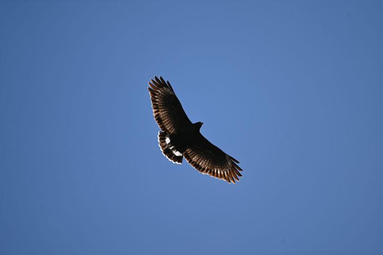 Raising the next generation of raptors’ guardians | Community ...