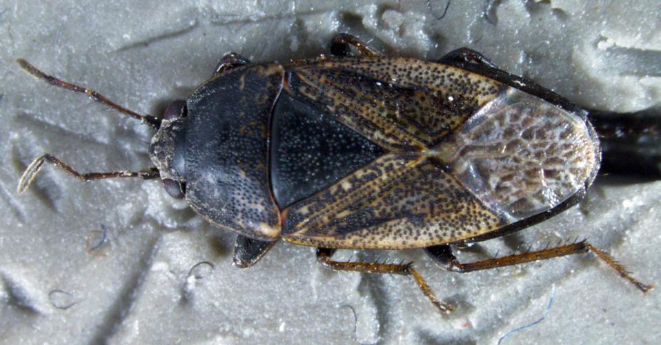 Bugging the Northwest: Meet the beetle that's 'not a problem