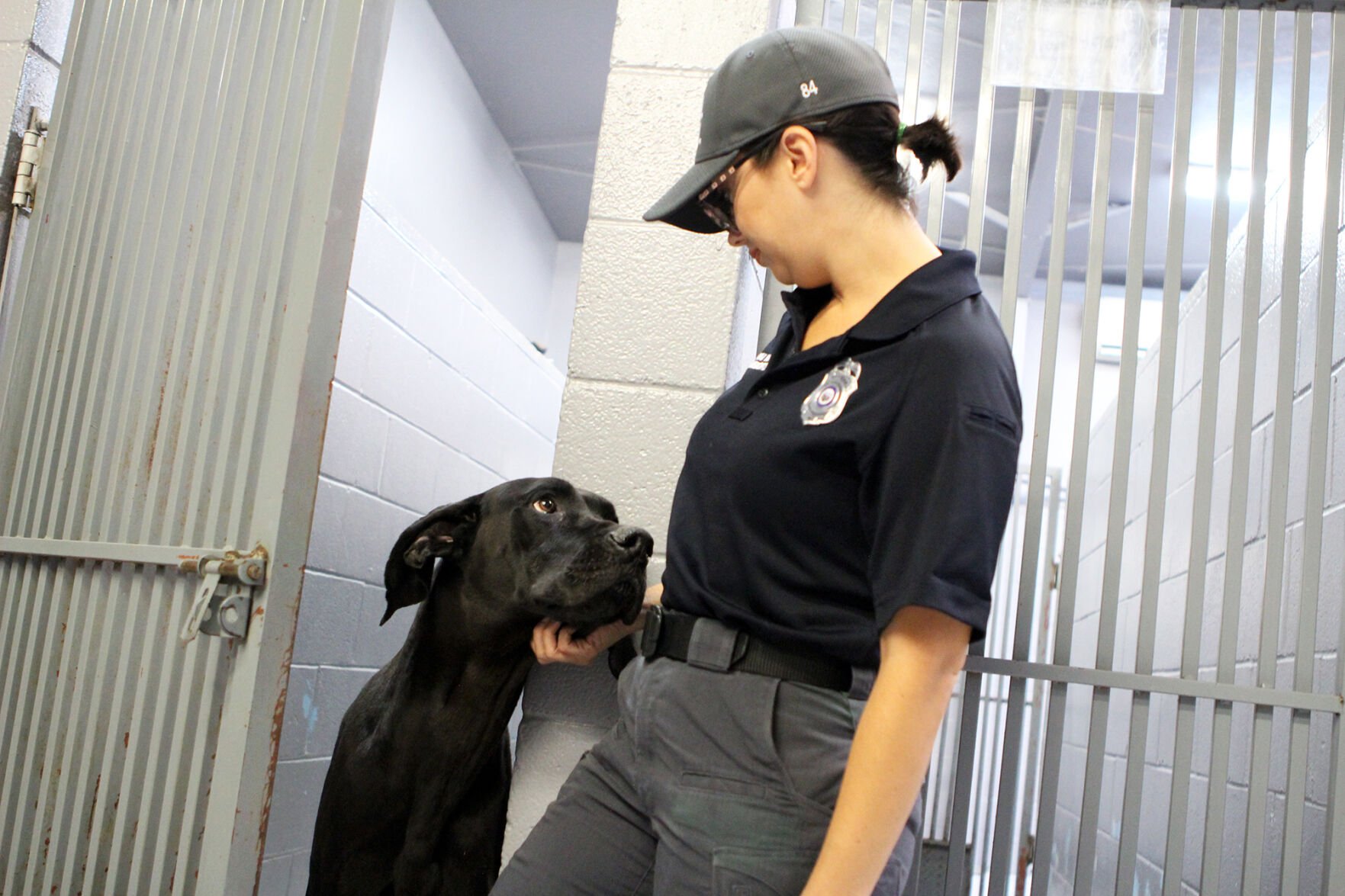 County Animal Care Control strives to be no kill shelter