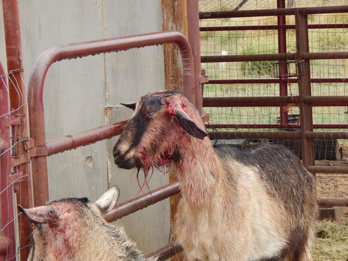 pit bull owner cited after attack on