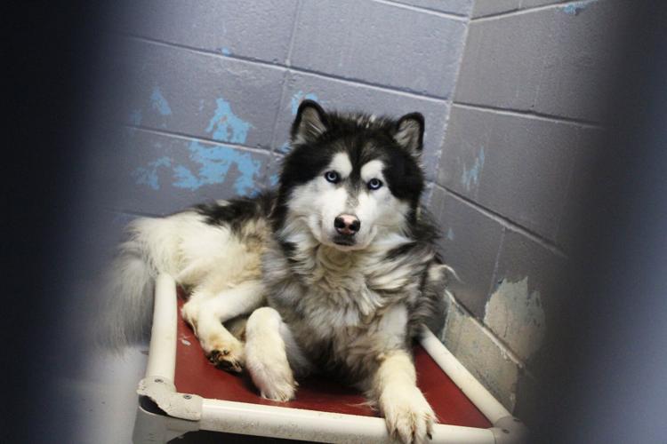 County Animal Care & Control strives to be ‘no kill shelter’ Local