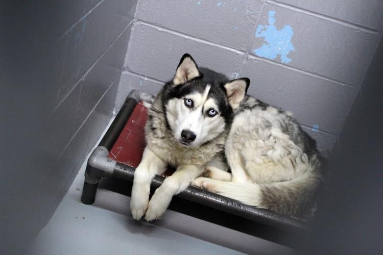 County Animal Care & Control strives to be ‘no kill shelter’ Local