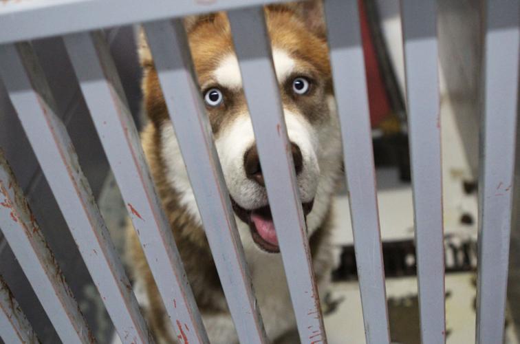 County Animal Care & Control strives to be ‘no kill shelter’ Local