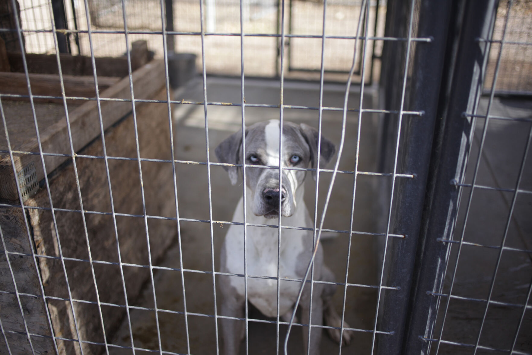 Animal shelters near capacity critical levels Local News