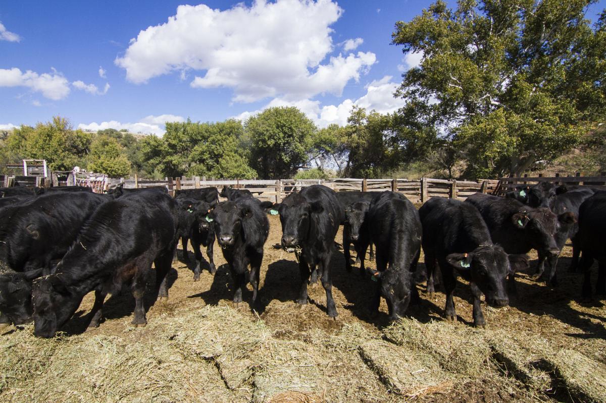 Times getting better for Santa Cruz County ranches, but fewer exist