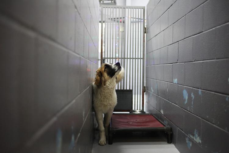 Animal shelters near capacity, critical levels Local News