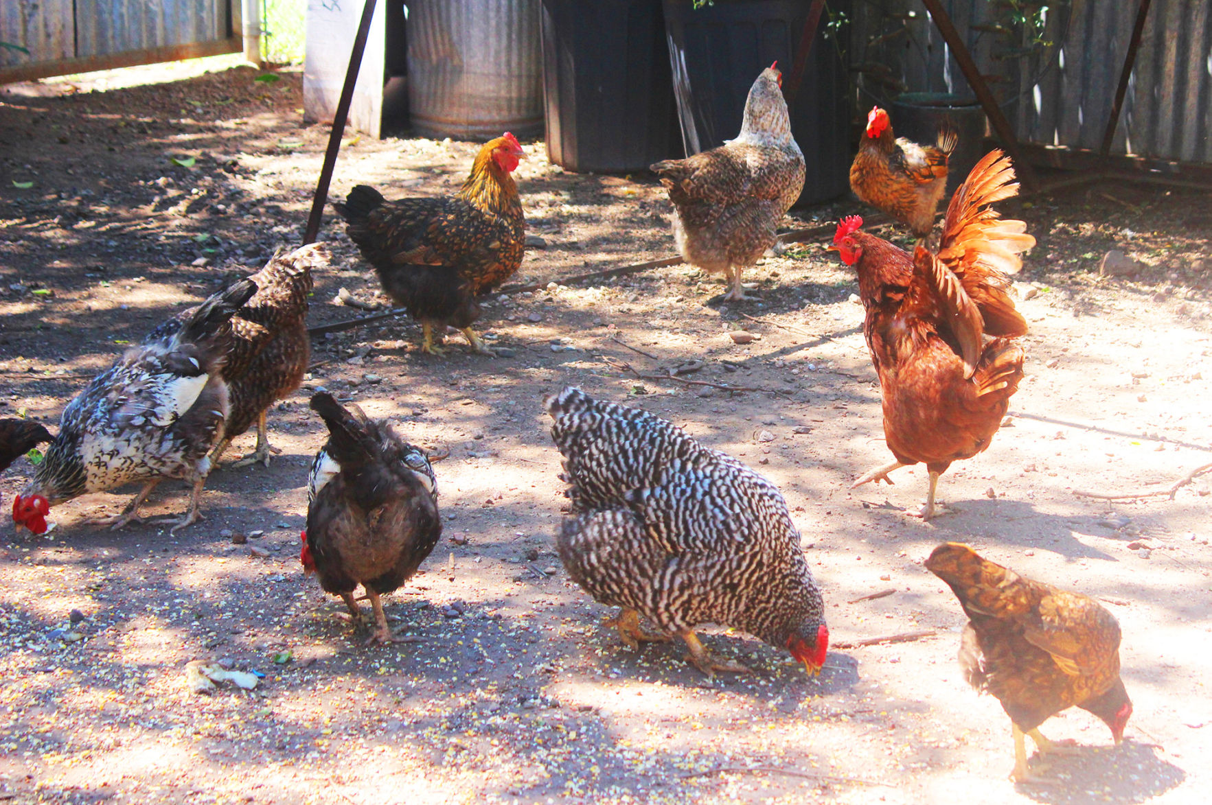 Locals find joy in raising backyard chickens Local News Stories