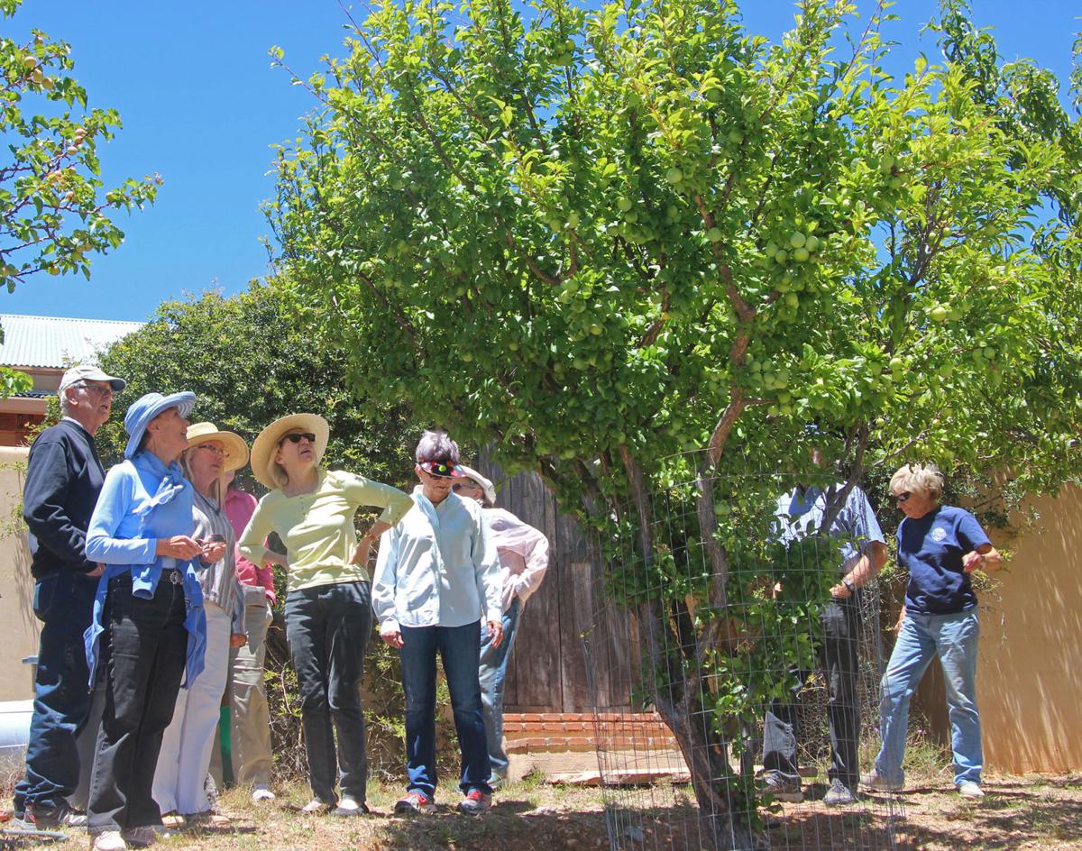 Sonoitaarea gardeners find support with Plant Parenthood Sonoitaarea gardeners find support with Plant Parenthood