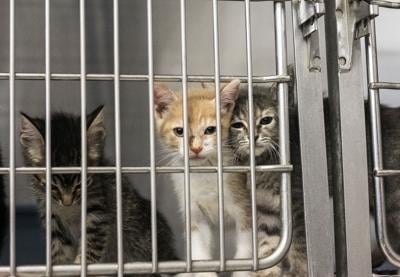 City, county agree: Community needs new animal control shelter | Local News  Stories 