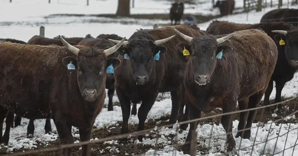 Iowa Republicans urge President Donald Trump to expand US beef markets