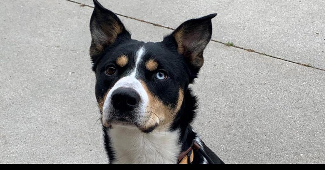 Midlands Humane Society weekly pet adoption column