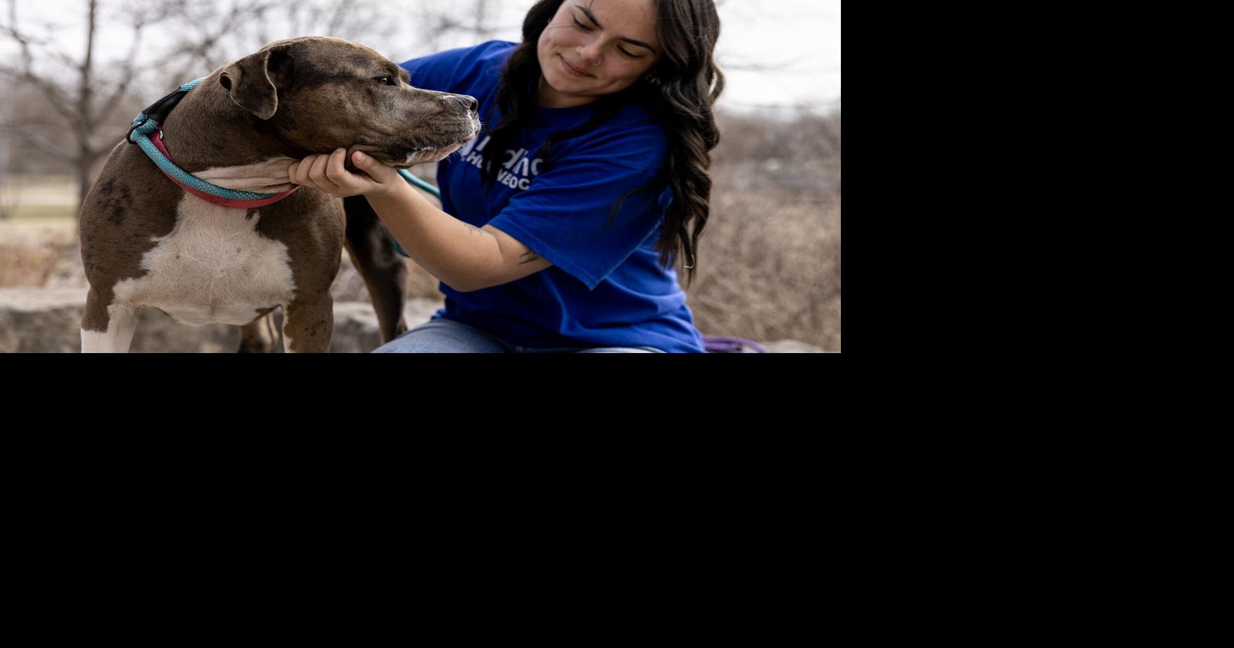 Council Bluffs City Council votes 4-1 to keep pit bull ban in place despite testimony