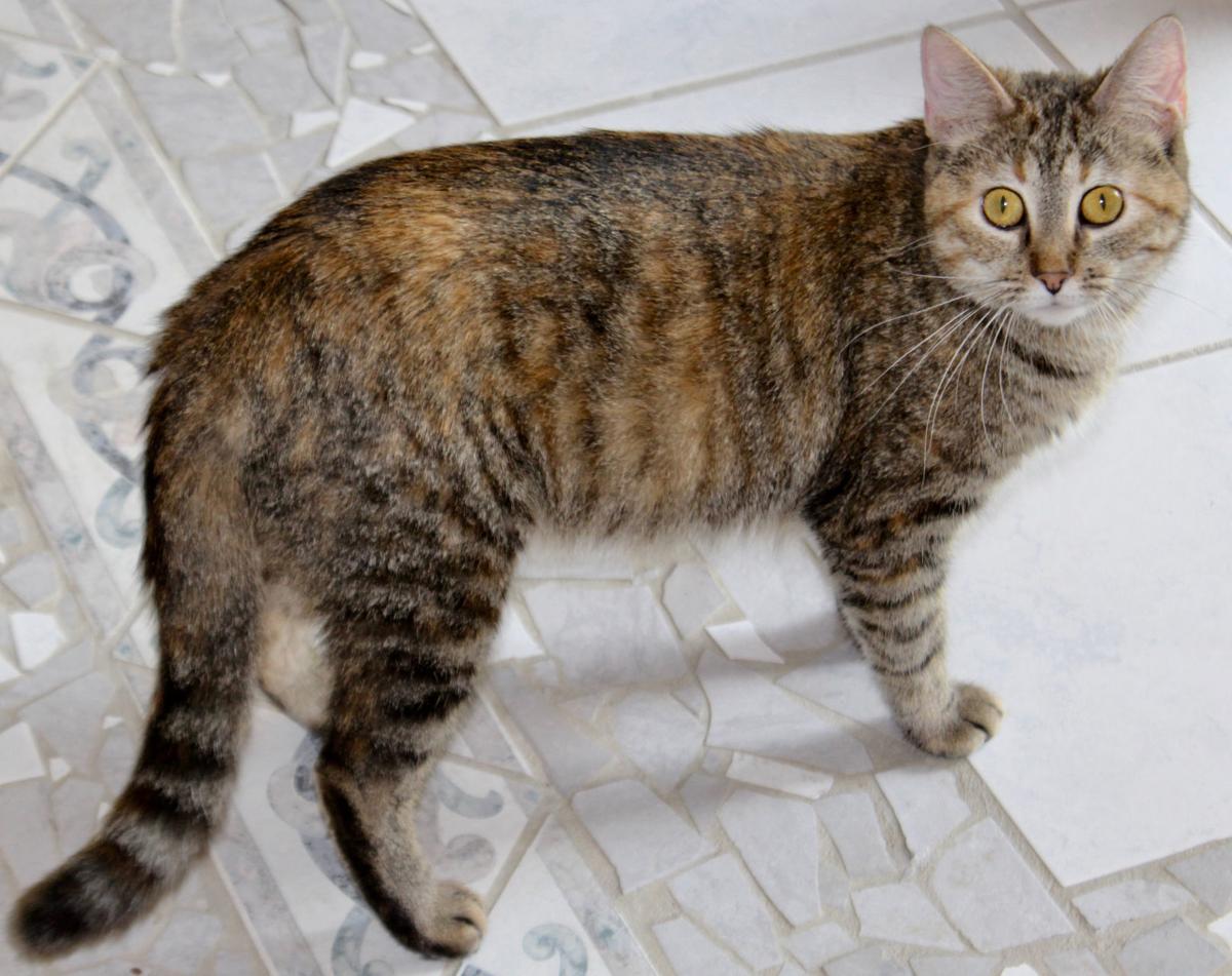 Three Solas Cats Seeking Furever Homes Latest Headlines Nonpareilonline Com