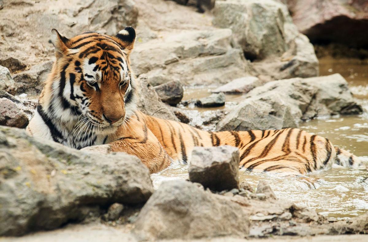 Henry Doorly Zoo Unveils Its Finished Asian Highlands Exhibit