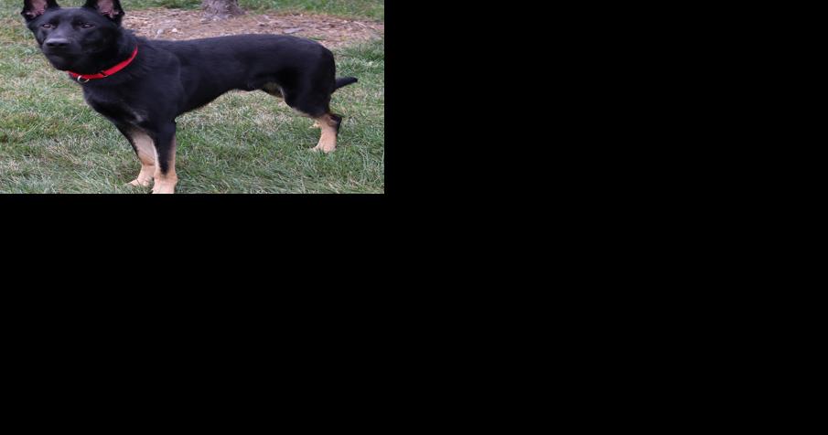 Midlands Humane Society weekly pet adoption column - Vimarsana News