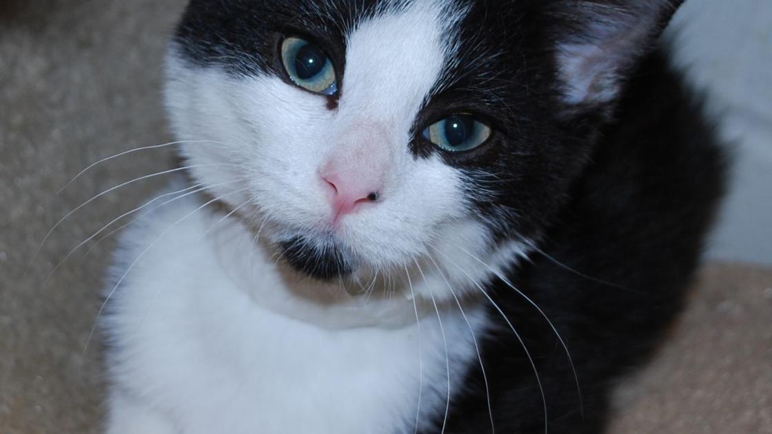 Dog Days Of Summer Draw To Close At Humane Society Local News