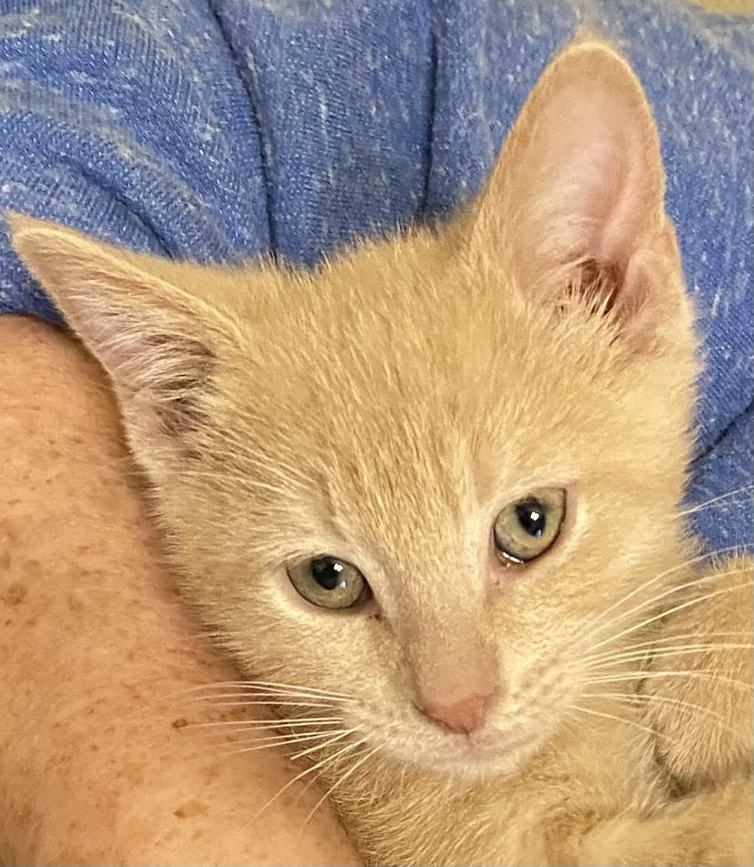 SOLAS: Adorable kittens available in the new year