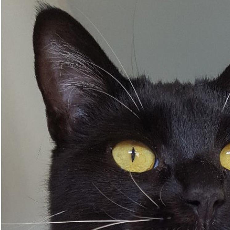 Do You Talk To Your Cat It S Okay If You Do Local News
