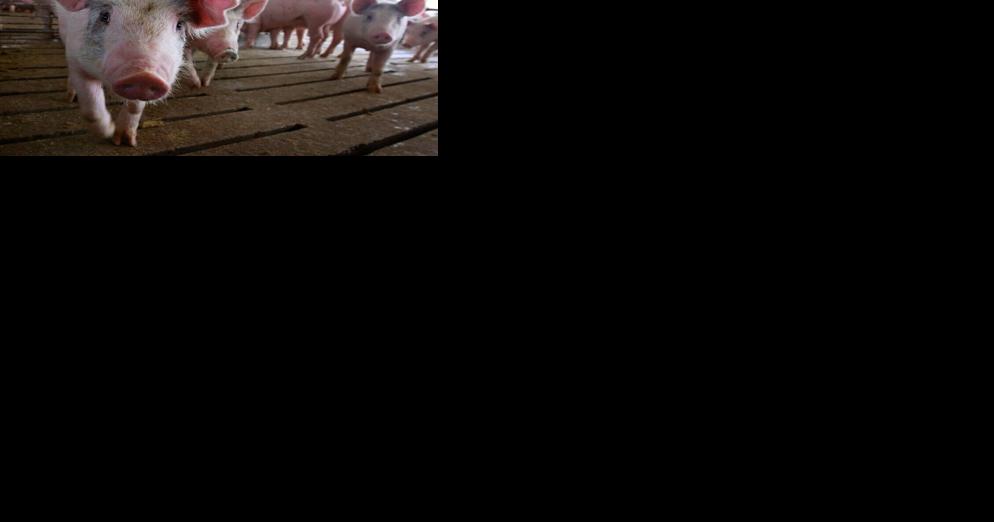 Iowa AG opposes Massachusetts law regulating pork - Vimarsana News