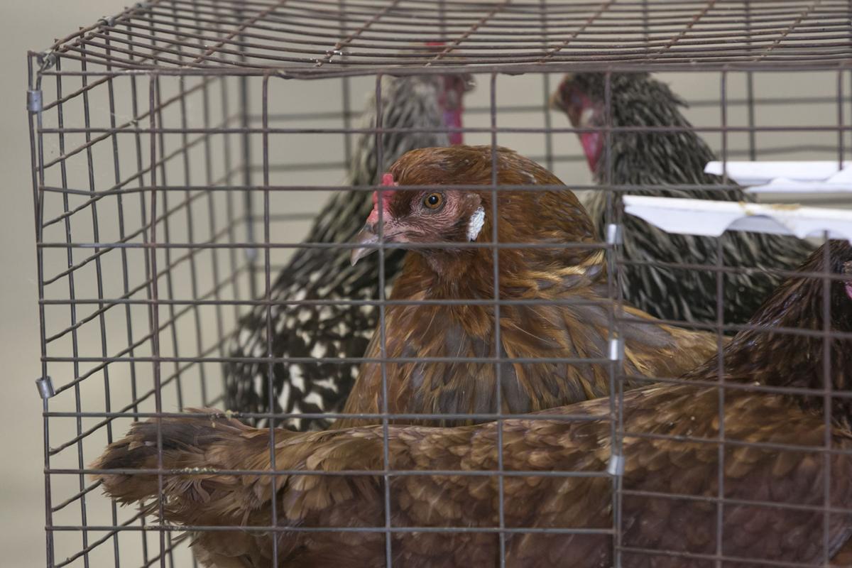 Poultry shows are back at Iowa State Fair Local News