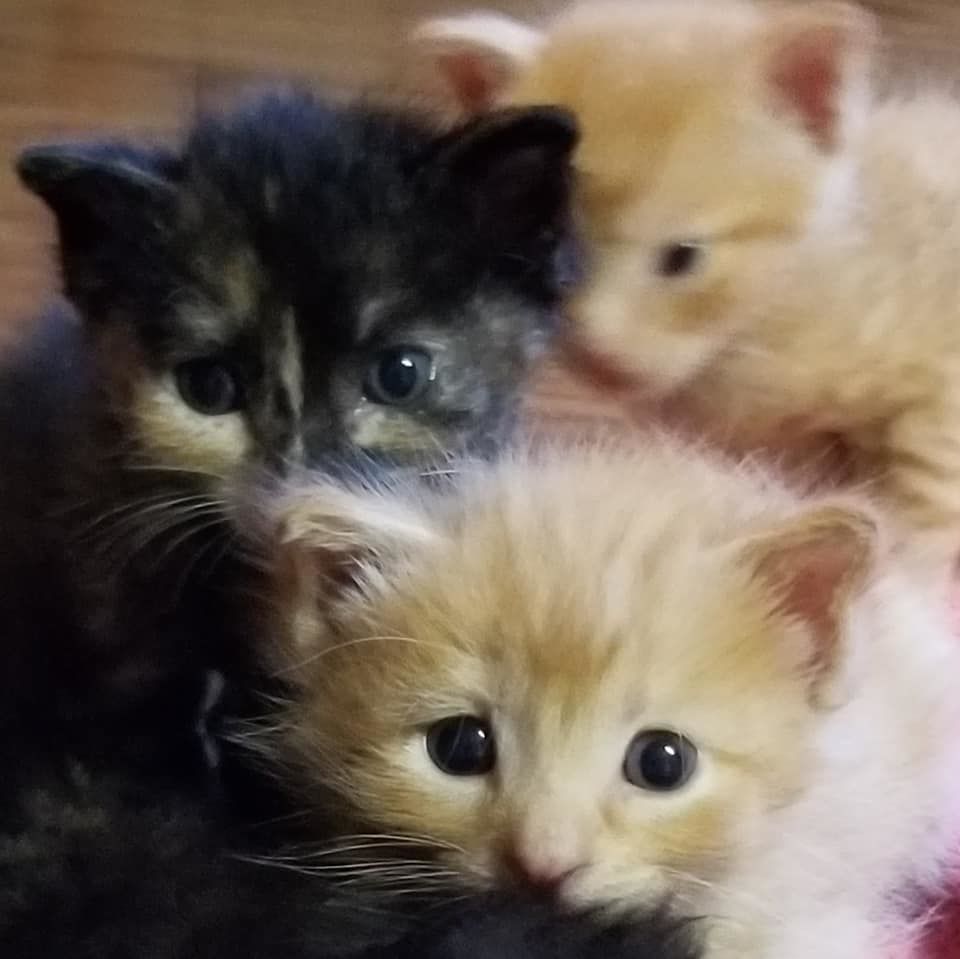3 day old kittens