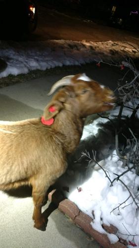 Goats Are Doing Our Job, Says Union - Intellectual Takeout