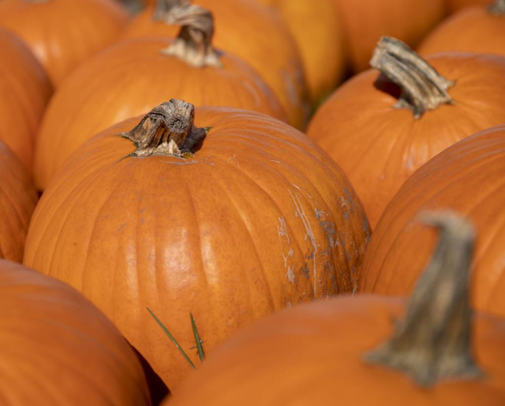 Halloween Events Around And Near Council Bluffs To Get You In The