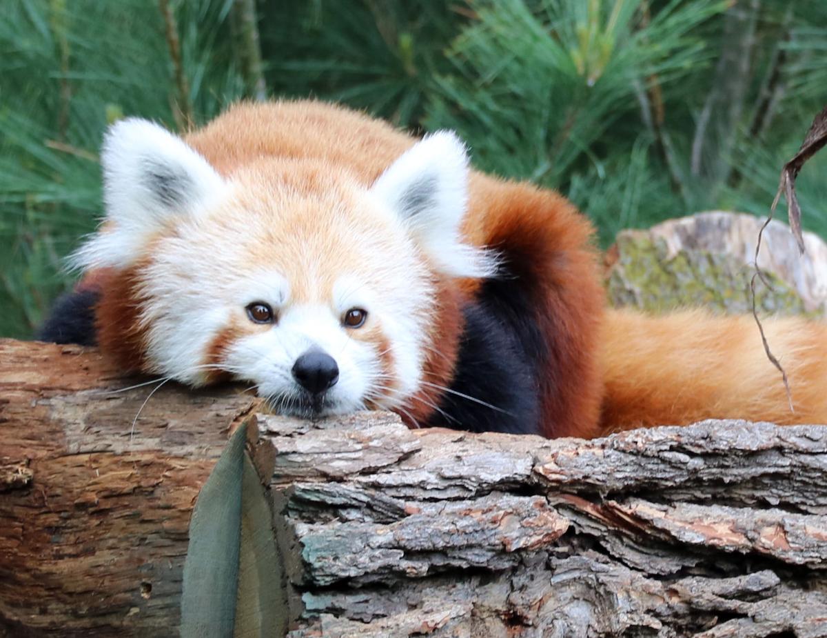 Meet the animals coming to the Henry Doorly Zoo's Asian Highlands