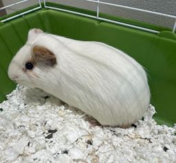 PetSmart - Did you know? Bonding with small pets like guinea pigs