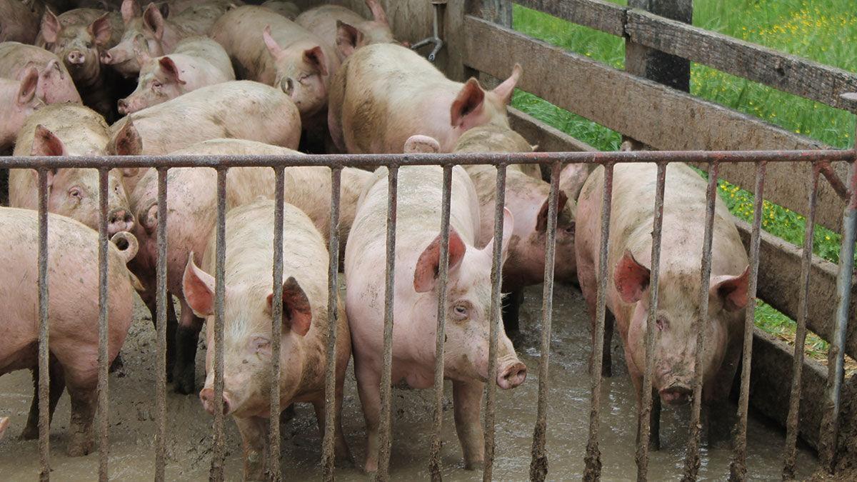 Hog Markets