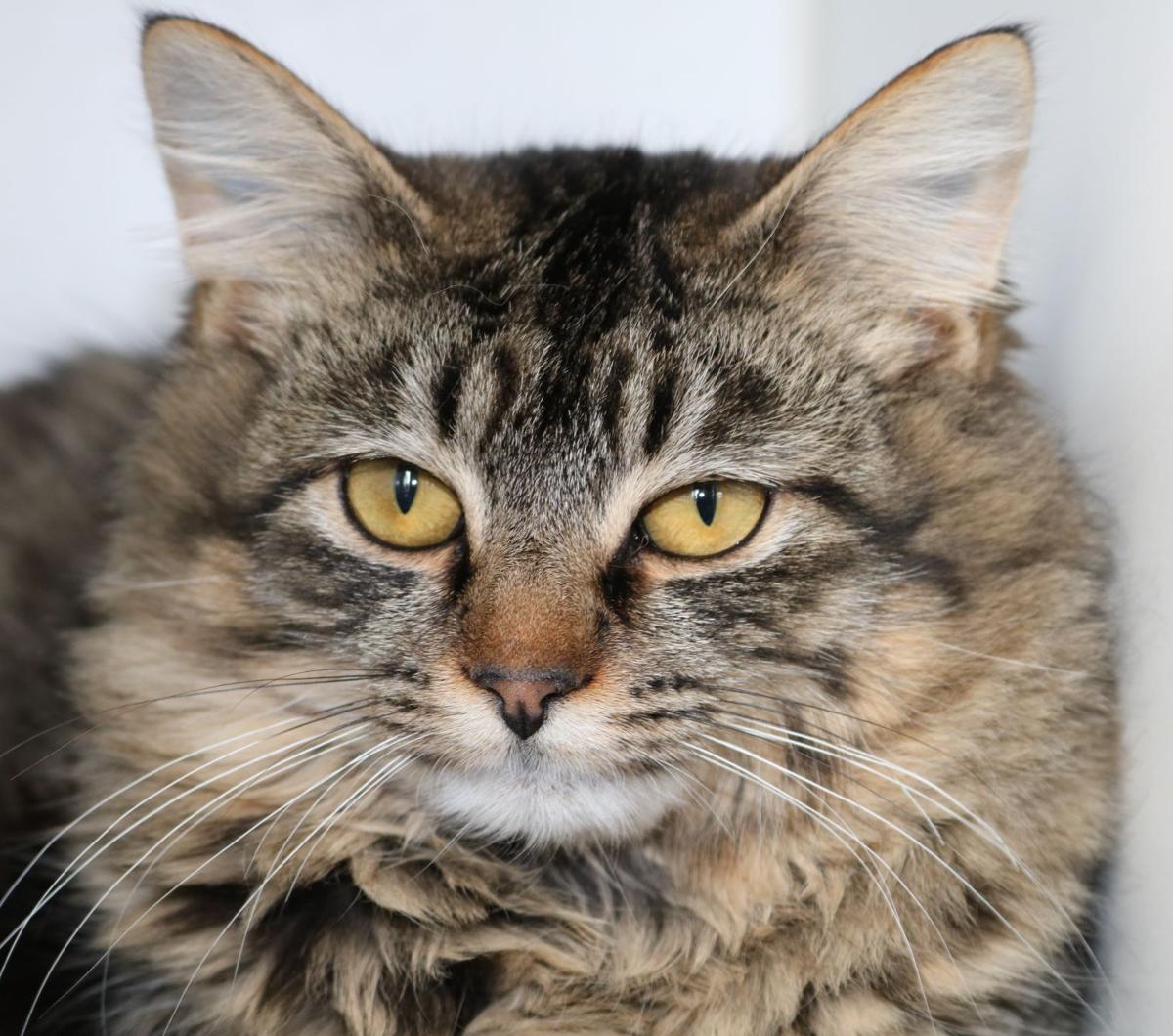 Midlands Humane Society Off To Fast Start For Adoptions Local