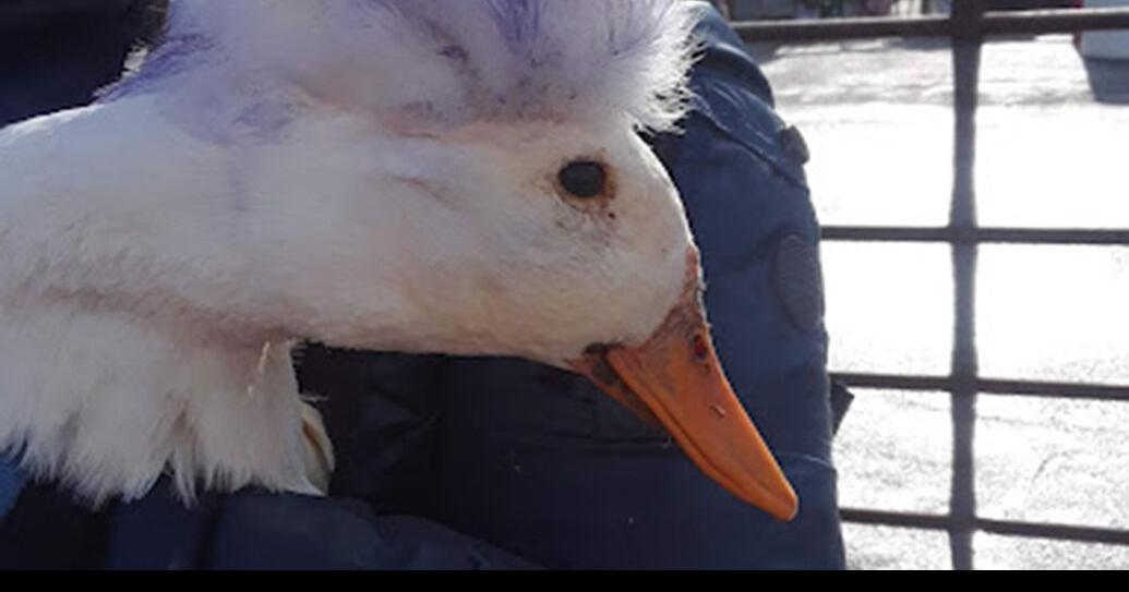 Avoca’s Quack Off returns with big crowd