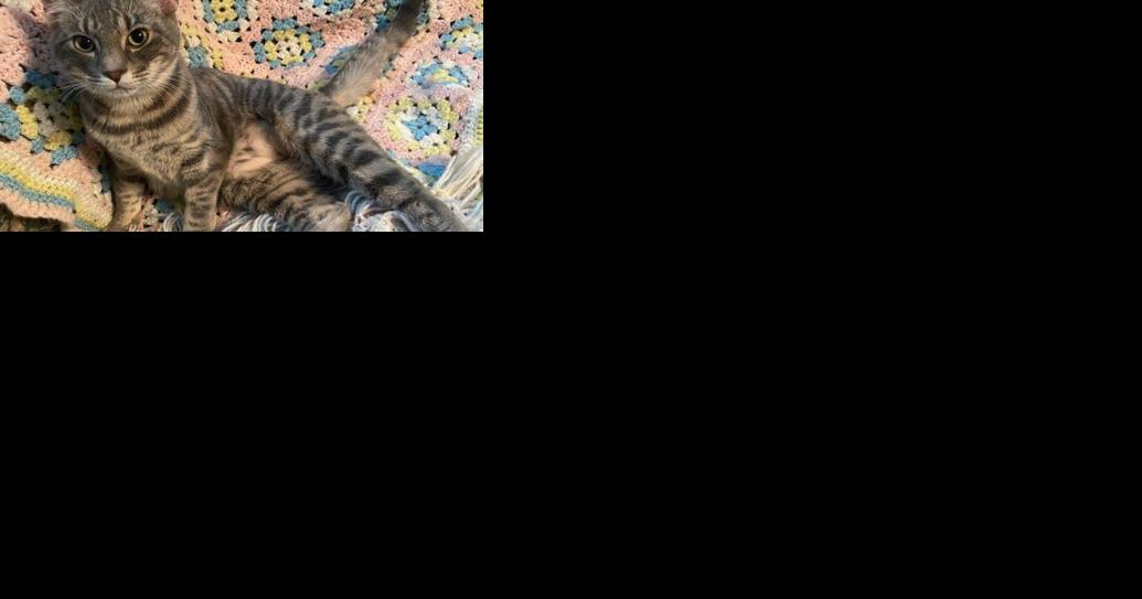 Support Our Local Animal Shelter weekly pet adoption column - Vimarsana News