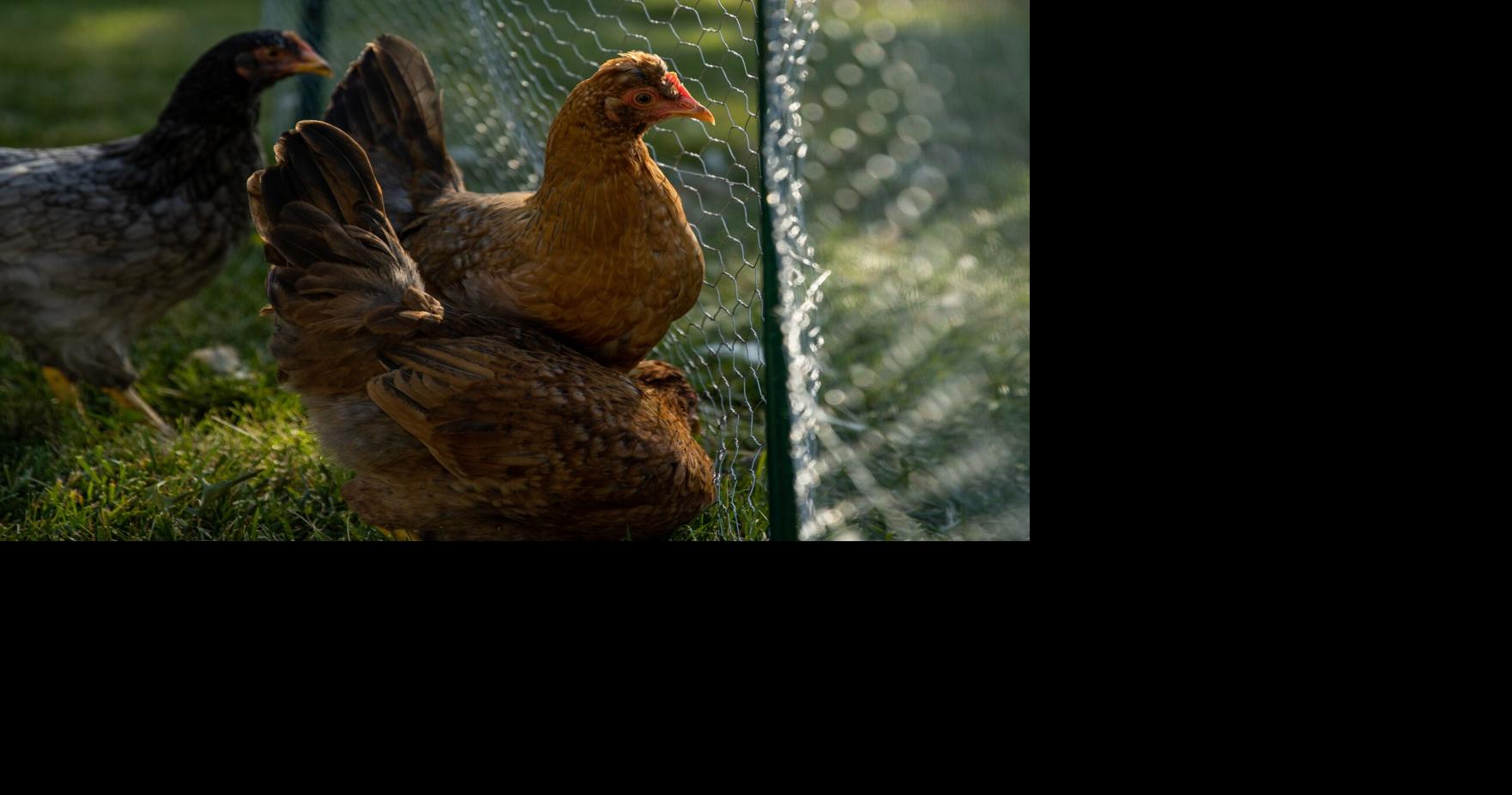 PottCo board okays residential chickens in certain neighborhoods