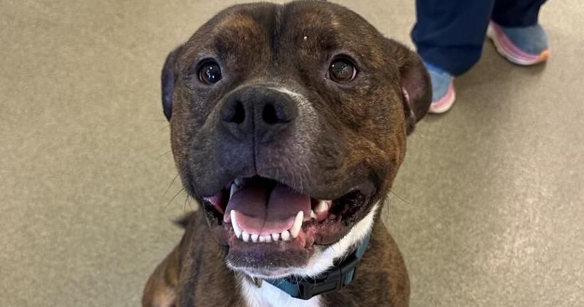Midlands Humane Society weekly pet adoption column - Vimarsana News