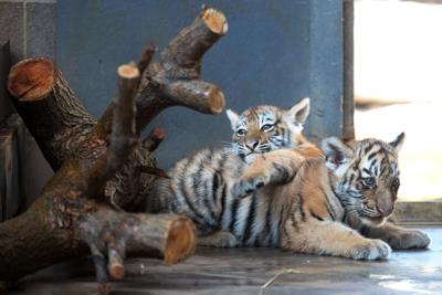 Omaha Zoo Plans To Open Tiger Breeding Facility And Bank At Omaha Zoo Plans To Open Tiger Breeding Facility And Bank At Safari Park