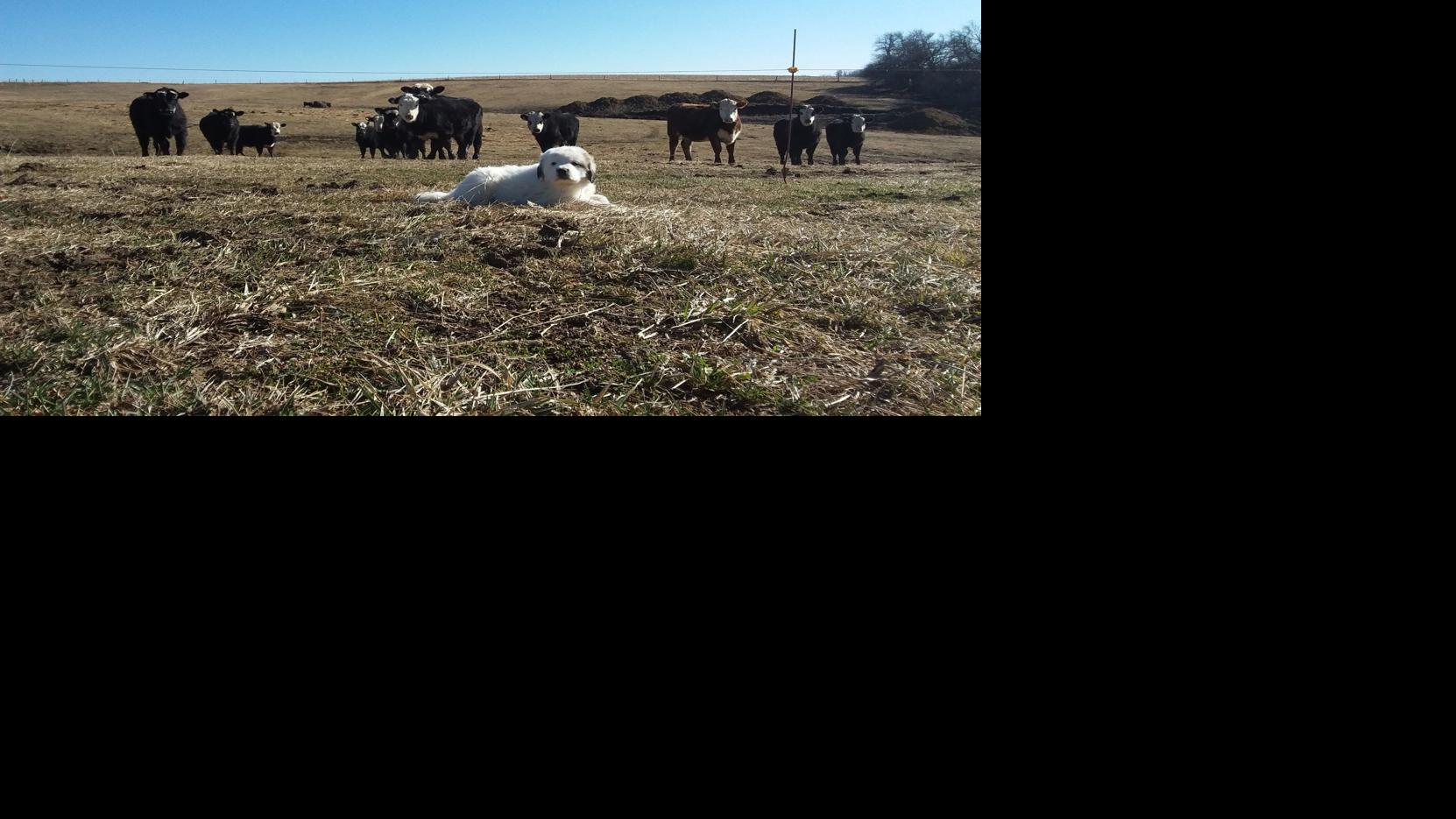 Mill Creek Family Farms chooses highquality, smallscale production