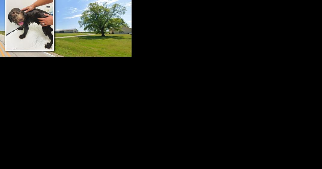 Animal-welfare group seeks criminal probe of Boone County dog breeder - Vimarsana News