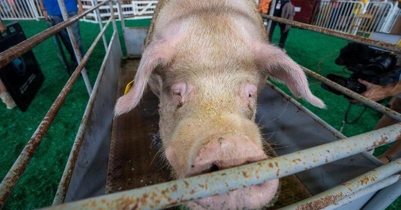 Iowa State Fair's Swine Barn gets a $19.6M facelift amid renovations