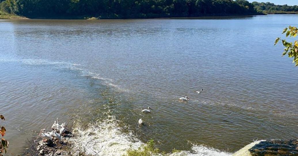 Teacher died trying to save Iowa City 5th grader who drowned