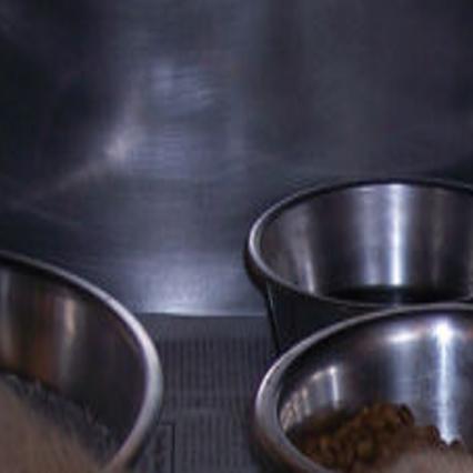 Solas Cats Dogs And Rats Waiting For New Homes Local News