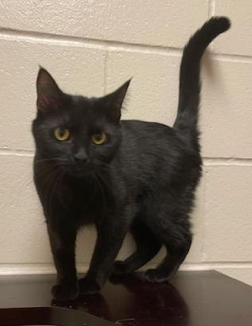 Keep An Open Mind When Visiting An Animal Shelter Pets Nonpareilonline Com Keep An Open Mind When Visiting An Animal Shelter Pets Nonpareilonline Com