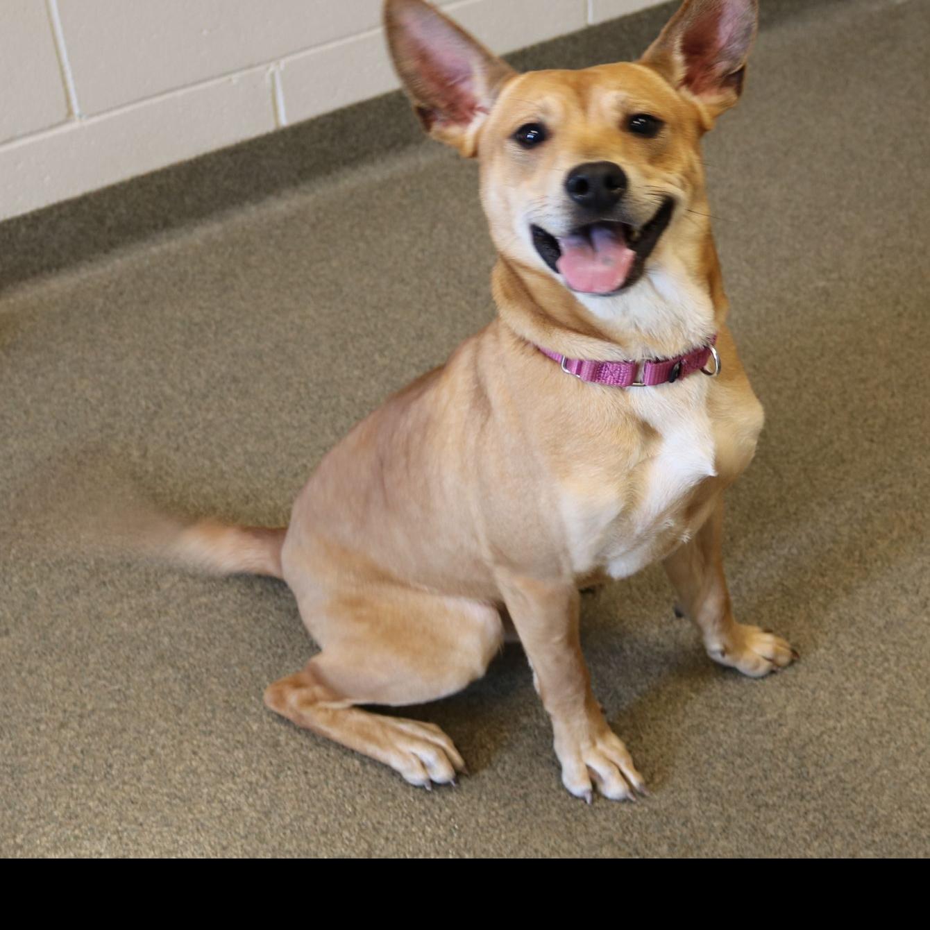 Midlands Humane Society Off To Fast Start For Adoptions Local